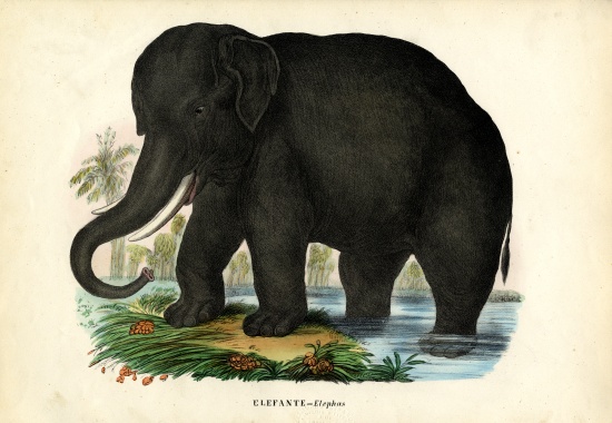Asian Elephant a Raimundo Petraroja