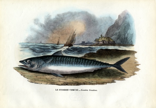 Atlantic Mackerel a Raimundo Petraroja