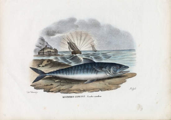 Atlantic Mackerel a Raimundo Petraroja