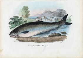 Atlantic Salmon