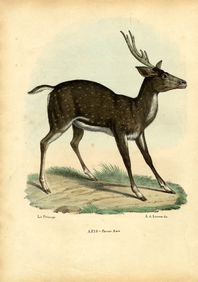 Axis Deer a Raimundo Petraroja