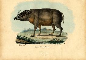 Babirusa