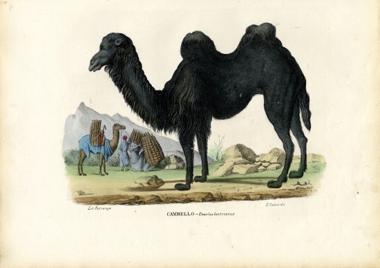 Bactrian Camel a Raimundo Petraroja