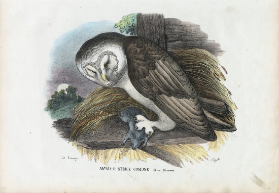 Barn Owl a Raimundo Petraroja