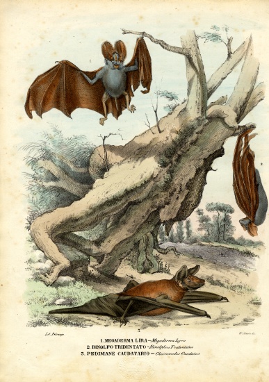 Bats a Raimundo Petraroja