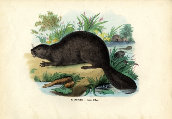 Beaver a Raimundo Petraroja