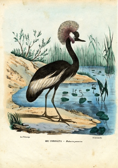 Black-Crowned Crane a Raimundo Petraroja