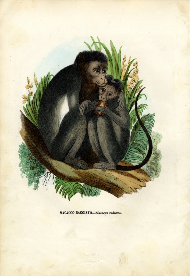 Bonnet Monkey a Raimundo Petraroja