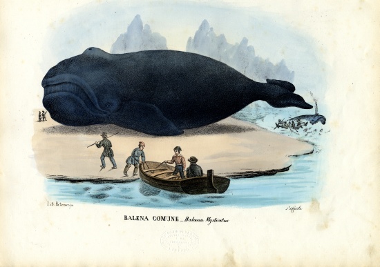 Bowhead Whale a Raimundo Petraroja