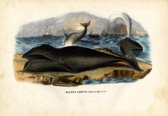 Bowhead Whale a Raimundo Petraroja