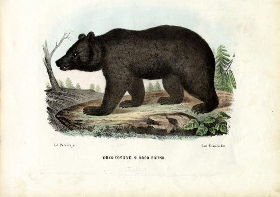 Brown Bear a Raimundo Petraroja