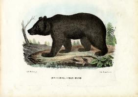 Brown Bear