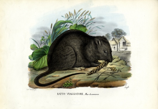 Brown Rat a Raimundo Petraroja