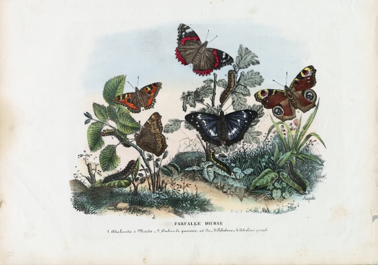 Butterflies a Raimundo Petraroja