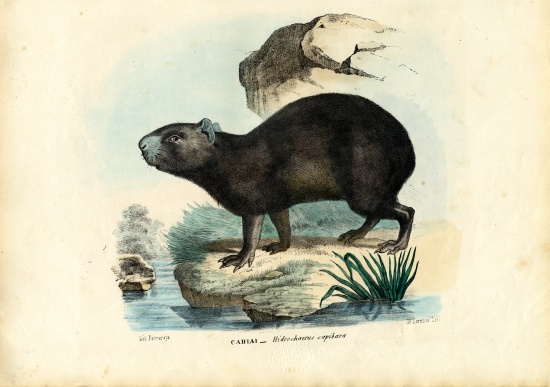 Capibara a Raimundo Petraroja
