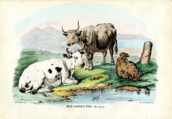 Cattle a Raimundo Petraroja