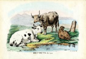 Cattle