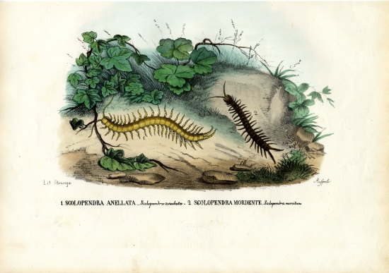 Centipede a Raimundo Petraroja