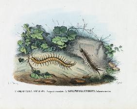 Centipede