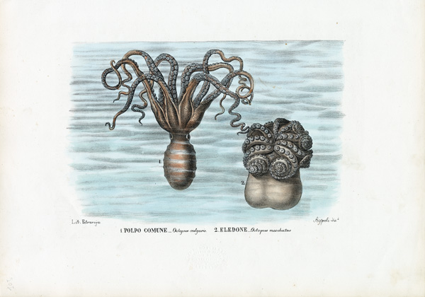 Common Octopus a Raimundo Petraroja