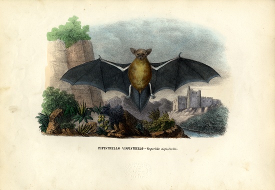 Common Pipistrelle a Raimundo Petraroja