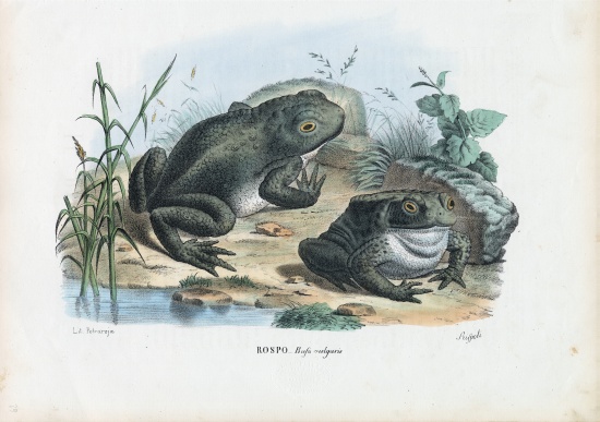 Common Toad a Raimundo Petraroja