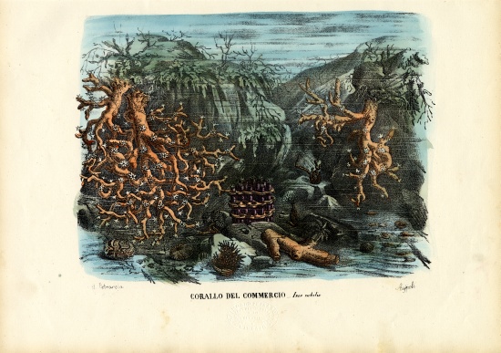 Corals a Raimundo Petraroja