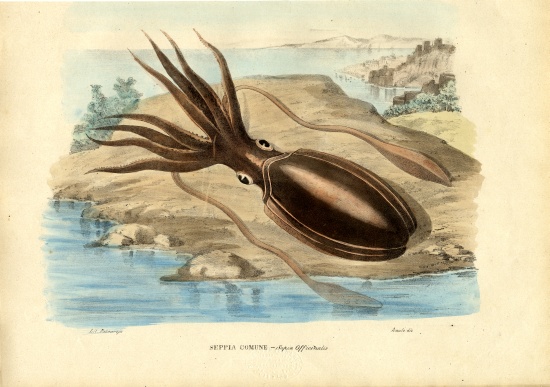 Cuttlefish a Raimundo Petraroja