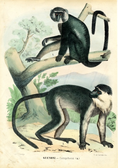 Diana Monkey a Raimundo Petraroja