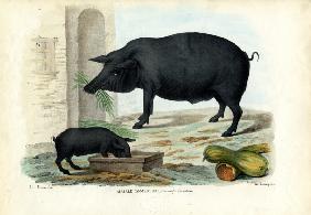 Domestic Pig