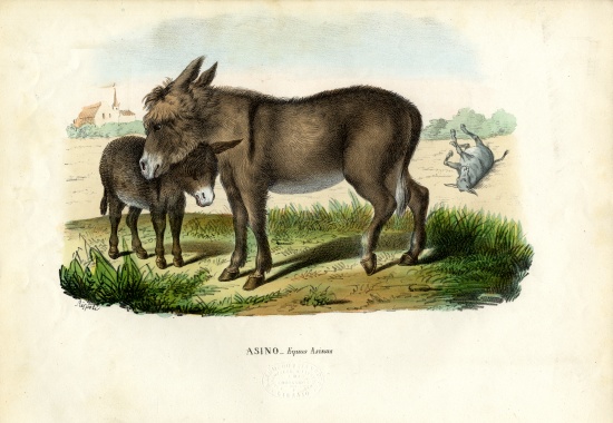 Donkey a Raimundo Petraroja