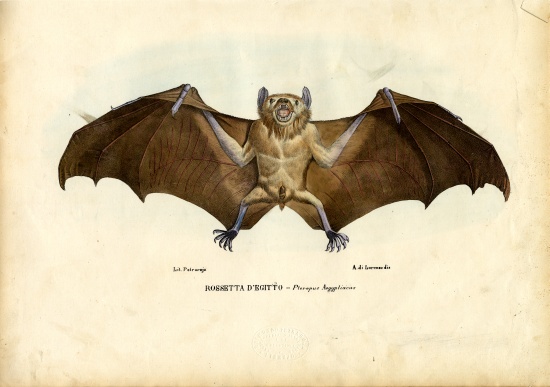 Egyptian Fruit Bat a Raimundo Petraroja