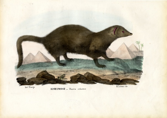 Egyptian Mongoose a Raimundo Petraroja