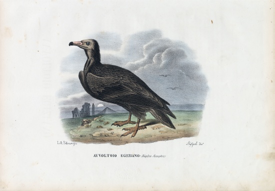 Egyptian Vulture a Raimundo Petraroja