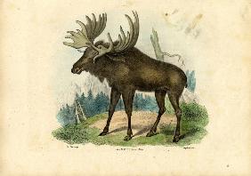 Elk