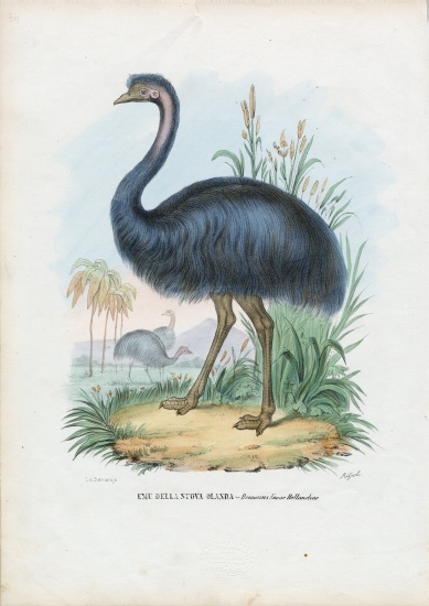 Emu a Raimundo Petraroja