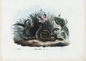 European Adder