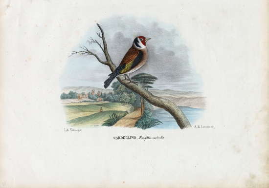 European Goldfinch a Raimundo Petraroja