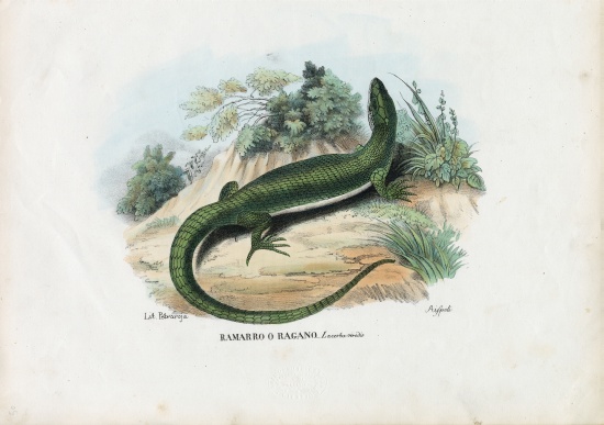 European Green Lizard a Raimundo Petraroja