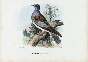 European Turtle Dove