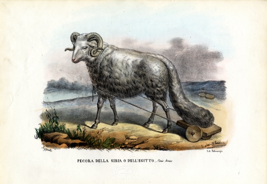 Fat-Tailed Sheep a Raimundo Petraroja