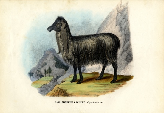 Feral Goat a Raimundo Petraroja