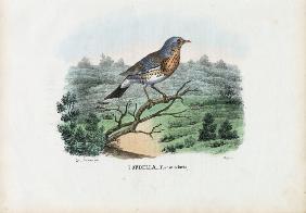 Fieldfare