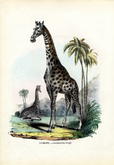 Giraffe a Raimundo Petraroja