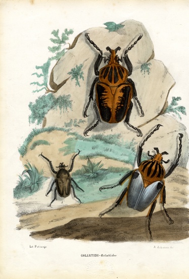 Goliath Beetles a Raimundo Petraroja