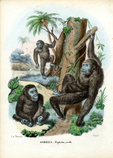 Gorilla a Raimundo Petraroja