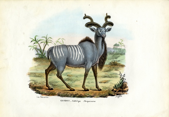 Greater Kudu a Raimundo Petraroja