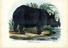 Greater One-Horned Rhinoceros