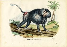 Grey Baboon