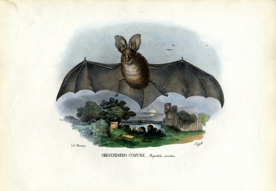 Grey Long-Eared Bat a Raimundo Petraroja